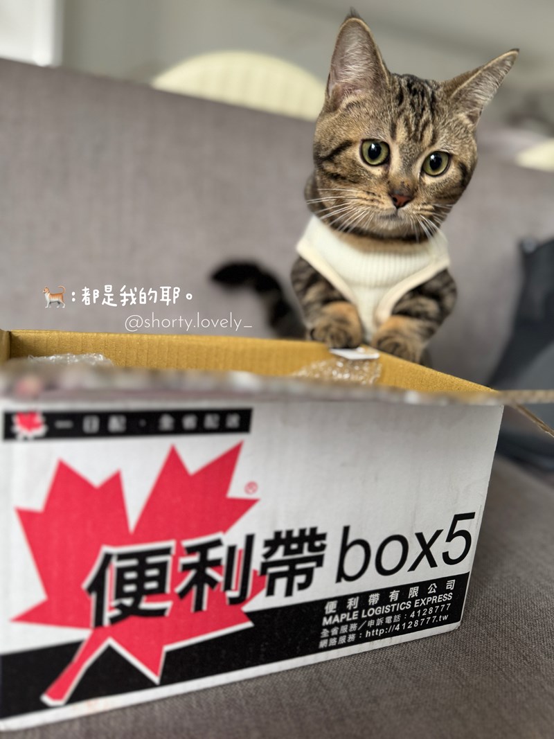 女人知己試用大隊,口碑行銷,部落客行銷,PURRFACT 波菲特貓用主食罐,主食罐,PURRFACT波菲特,貓主食罐,貓罐,PURRFACT波菲特貓用主食罐,魚肉蔓越莓主食罐,鮮嫩雞主食罐,鹿肉雞肉主食罐,牛肉鵪鶉貓主食罐,干貝蠶蛹配方,鱷魚肉白木耳配方,雞肉魚肉配方,安心鶉配方,評價,體驗,適口性佳,心得,成貓適用,高齡貓適用,質地是慕絲狀